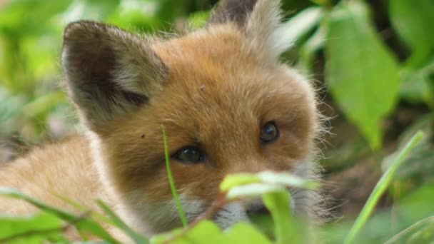 Joven Zorro Rojo Naturaleza Cachorro Sienta Lado Guarida Lindo Cachorro — Vídeos de Stock