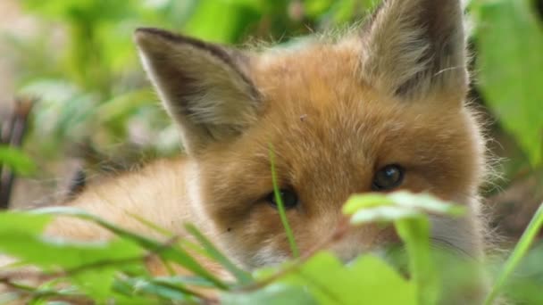 Raposa Vermelha Jovem Natureza Filhote Senta Lado Seu Covil Filhote — Vídeo de Stock