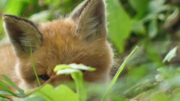 野生の若い赤いキツネ 赤ちゃんはその巣の隣に座っている かわいい赤いキツネの赤ちゃんが草の中に立って カメラを見ています レッドフォックスを閉じます スローモーション ヨーロッパキツネ — ストック動画