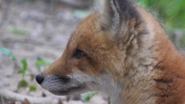 Młody Czerwony Lis Dziczy Młode Siedzi Obok Swojej Nory Słodki — Wideo stockowe