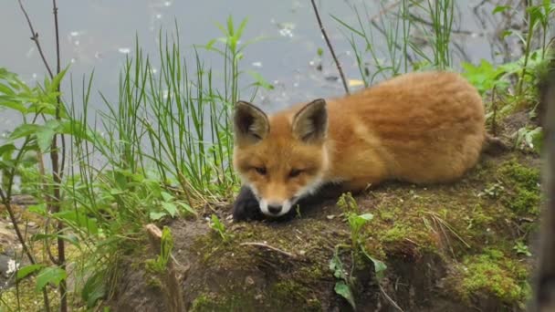 Junger Rotfuchs Freier Wildbahn Das Jungtier Sitzt Neben Seiner Höhle — Stockvideo