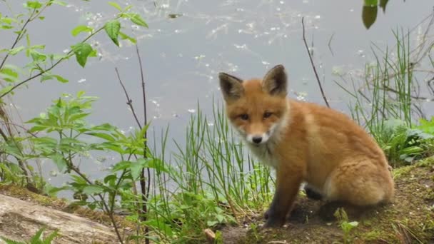 Young Red Fox Wild Cub Sits Next Its Den Cute — Stock Video