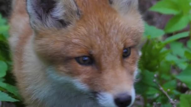 Joven Zorro Rojo Naturaleza Cachorro Sienta Lado Guarida Lindo Cachorro — Vídeos de Stock