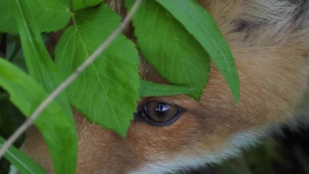 Rubah Merah Muda Alam Liar Anak Macan Tutul Duduk Samping — Stok Video