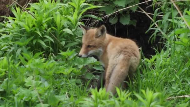 野生の若い赤いキツネ 赤ちゃんはその巣の隣に座っている かわいい赤いキツネの赤ちゃんが草の中に立って カメラを見ています レッドフォックスを閉じます スローモーション ヨーロッパキツネ — ストック動画