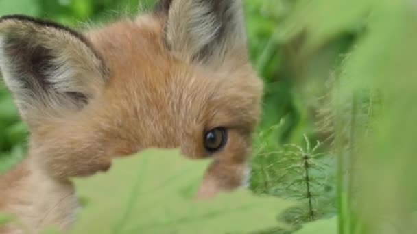 小红狐在野外 小熊坐在它的巢穴旁边 可爱的红狐狸宝宝站在草地上看着摄像机 红狐狸靠近了 慢动作的欧洲狐狸 — 图库视频影像
