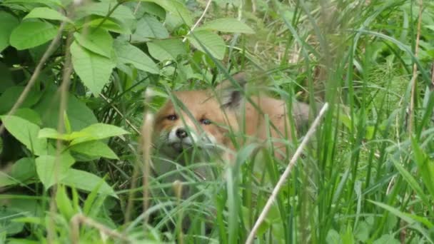 野生の若い赤いキツネ 赤ちゃんはその巣の隣に座っている かわいい赤いキツネの赤ちゃんが草の中に立って カメラを見ています レッドフォックスを閉じます スローモーション ヨーロッパキツネ — ストック動画