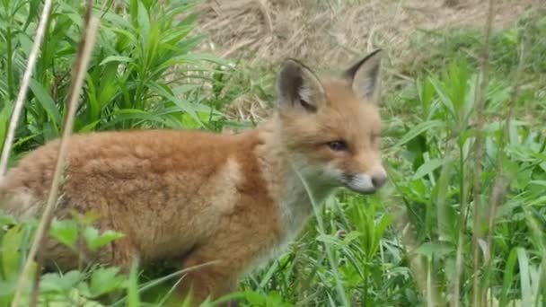 野生の若い赤いキツネ 赤ちゃんはその巣の隣に座っている かわいい赤いキツネの赤ちゃんが草の中に立って カメラを見ています レッドフォックスを閉じます スローモーション ヨーロッパキツネ — ストック動画