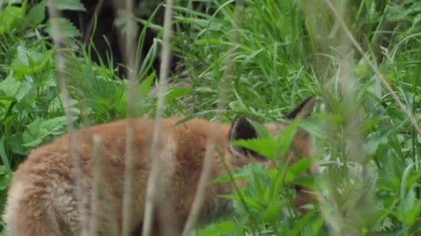 Joven Zorro Rojo Naturaleza Cachorro Sienta Lado Guarida Lindo Cachorro — Vídeo de stock