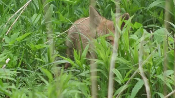 Junger Rotfuchs Freier Wildbahn Das Jungtier Sitzt Neben Seiner Höhle — Stockvideo