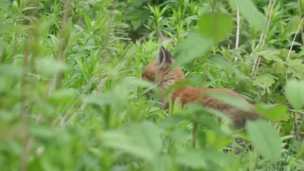 Junger Rotfuchs Freier Wildbahn Das Jungtier Sitzt Neben Seiner Höhle — Stockvideo