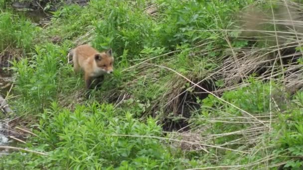 Joven Zorro Rojo Naturaleza Cachorro Sienta Lado Guarida Lindo Cachorro — Vídeos de Stock