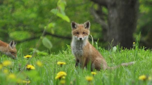 Νεαρή Κόκκινη Αλεπού Στην Άγρια Φύση Μικρό Κάθεται Δίπλα Στη — Αρχείο Βίντεο