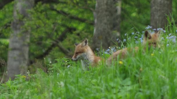 Junger Rotfuchs Freier Wildbahn Das Jungtier Sitzt Neben Seiner Höhle — Stockvideo