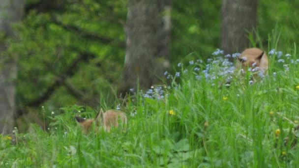 野生の若い赤いキツネ 赤ちゃんはその巣の隣に座っている かわいい赤いキツネの赤ちゃんが草の中に立って カメラを見ています レッドフォックスを閉じます スローモーション ヨーロッパキツネ — ストック動画