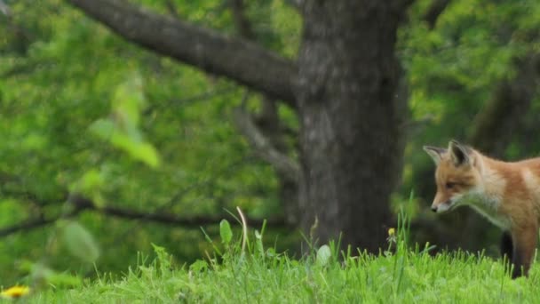 야생의 새끼는 앉습니다 풀밭에 카메라를 바라본다 여우가 가까이 — 비디오