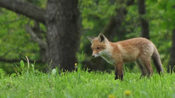 小红狐在野外 小熊坐在它的巢穴旁边 可爱的红狐狸宝宝站在草地上看着摄像机 红狐狸靠近了 慢动作的欧洲狐狸 — 图库视频影像