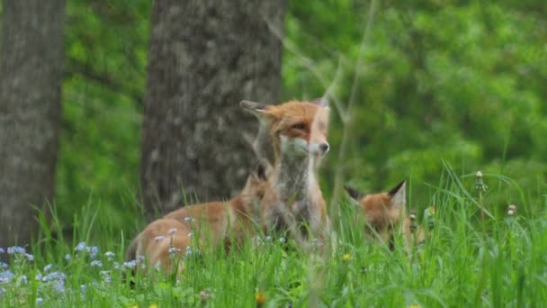 Junger Rotfuchs Freier Wildbahn Das Jungtier Sitzt Neben Seiner Höhle — Stockvideo