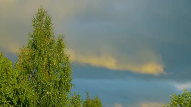 Regenwolken Bewegen Sich Bei Sonnenuntergang Schnell Hinter Den Bäumen — Stockvideo