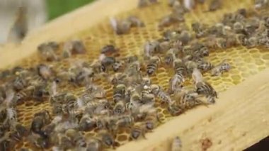 Arı kafeslerindeki arılar. Taraklarda arı balı. Arı ekmekle bal peteği. Arılar parşömenle bal peteği paketler. Arı ekmeğinin tıbbi özellikleri. Apioterapi.