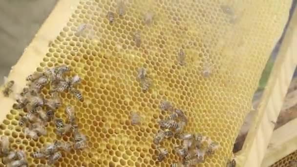 Arı Kafeslerindeki Arılar Taraklarda Arı Balı Arı Ekmekle Bal Peteği — Stok video