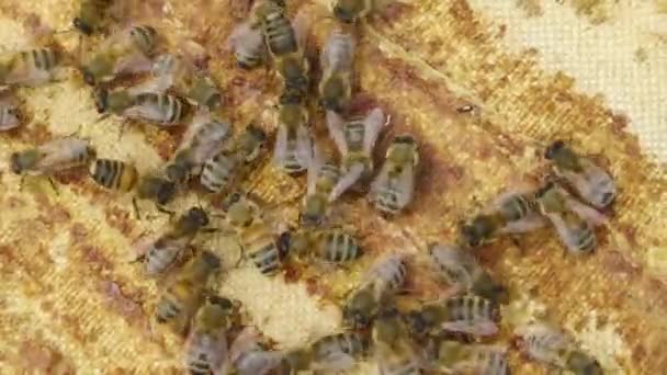 Abelhas Gaiolas Abelhas Mel Abelha Pentes Favo Mel Com Pão — Vídeo de Stock