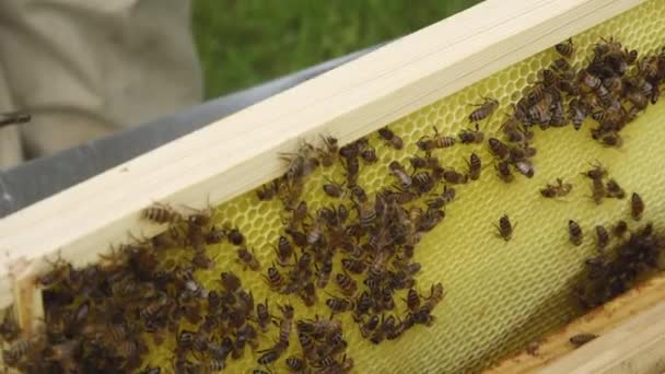 Abejas Jaulas Abejas Miel Abeja Peines Panal Abeja Con Pan — Vídeo de stock