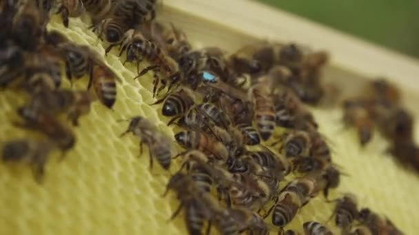 蜂の檻の中の蜂 蜂の巣に蜂蜜を入れる 蜂のパンとハニカム 蜂は羊皮紙でハニカムをパックします ミツバチのパンの医学的性質 治療について — ストック動画