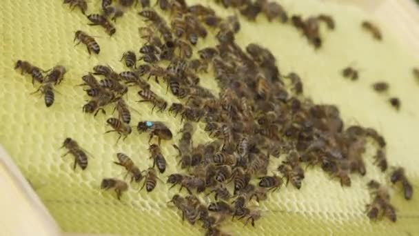 蜂の檻の中の蜂 蜂の巣に蜂蜜を入れる 蜂のパンとハニカム 蜂は羊皮紙でハニカムをパックします ミツバチのパンの医学的性質 治療について — ストック動画
