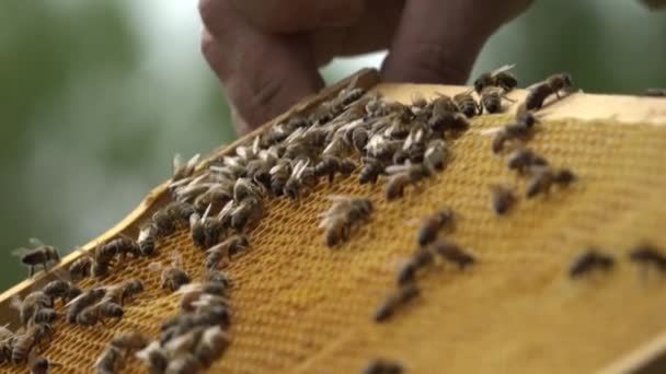 蜂の檻の中の蜂 蜂の巣に蜂蜜を入れる 蜂のパンとハニカム 蜂は羊皮紙でハニカムをパックします ミツバチのパンの医学的性質 治療について — ストック動画