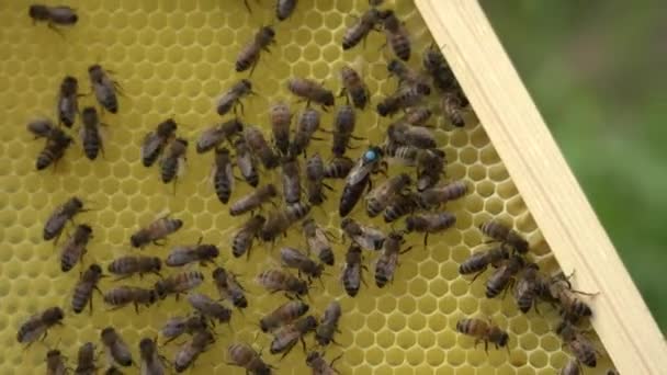 Méhek Méhketrecben Méhméz Fésűben Méhsejt Méhkenyérrel Méhek Méhecskéket Csomagolnak Pergamennel — Stock videók