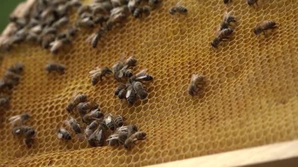 Bijen Bijenkooien Bijenhoning Kammen Honingraat Met Bijenbrood Bijen Verpakken Honingraten — Stockvideo