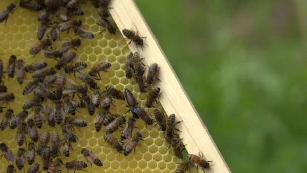 Včely na včelích klecích. Včelí med v hřebenech. Hřeben s včelím chlebem. Včely balí medové plástve s pergamenem. Léčivé vlastnosti včelího chleba. Apitherapy.