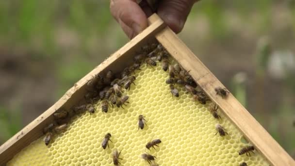 Bienen Auf Bienenkäfigen Bienenhonig Waben Wabe Mit Bienenbrot Bienen Verpacken — Stockvideo