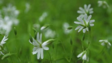 Yeşil çimenlerin üzerinde beyaz güzel bir çiçek