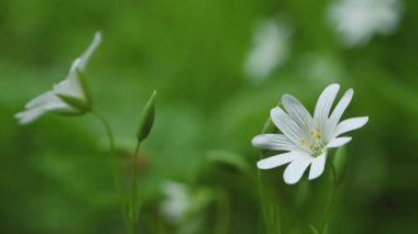 Yeşil çimenlerin üzerinde beyaz güzel bir çiçek