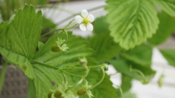 Mudas Morango Com Flor Galho — Vídeo de Stock