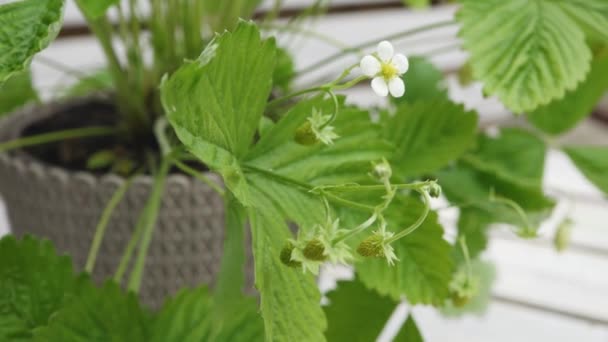 Mudas Morango Com Flor Galho — Vídeo de Stock