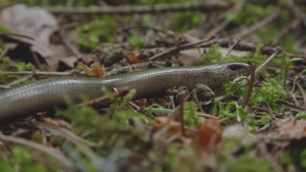 Gusano Arrastra Lentamente Largo Hierba Seca Anguis Fragilis — Vídeo de stock