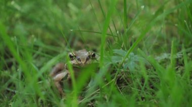 Kahverengi kurbağa yeşil salonda oturur ve kameraya bakar.