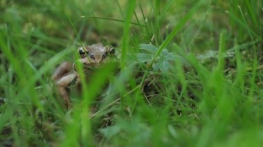 Kahverengi kurbağa yeşil salonda oturur ve kameraya bakar.