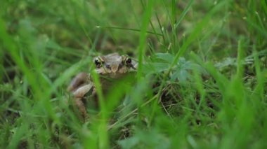 Kahverengi kurbağa yeşil salonda oturur ve kameraya bakar.