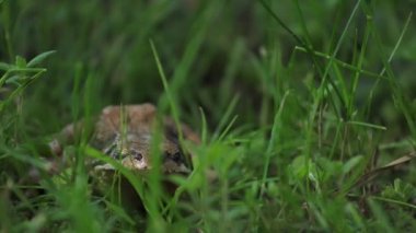 Kahverengi kurbağa yeşil salonda oturur ve kameraya bakar.