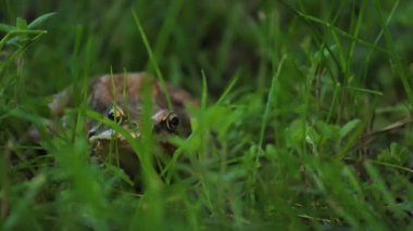 Kahverengi kurbağa yeşil salonda oturur ve kameraya bakar.