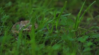 Kahverengi kurbağa yeşil salonda oturur ve kameraya bakar.