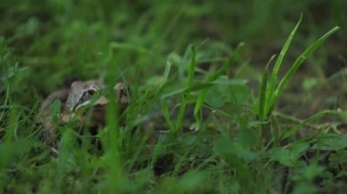 Kahverengi kurbağa yeşil salonda oturur ve kameraya bakar.