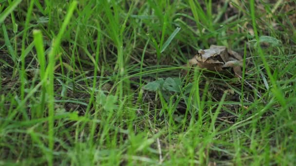 Ein Brauner Frosch Sitzt Grünen Flur Und Blickt Die Kamera — Stockvideo