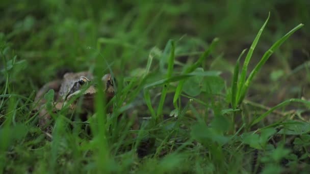 Una Rana Bruna Siede Nella Sala Verde Guarda Telecamera — Video Stock