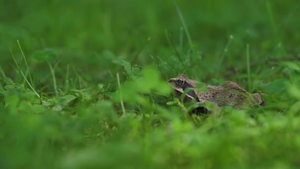 Kahverengi Kurbağa Yeşil Salonda Oturur Kameraya Bakar — Stok video