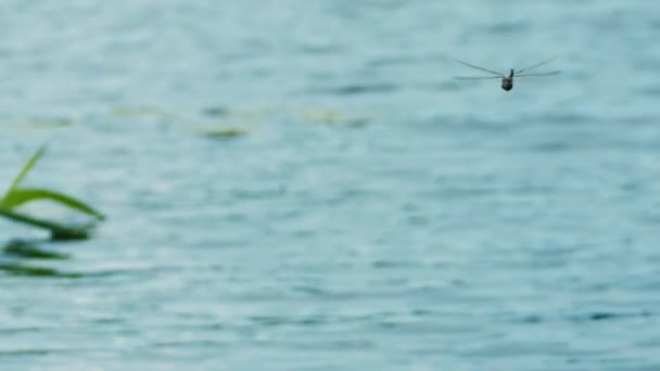 Bir Yusufçuk Suyun Üzerinde Uçar Gölün Kıyısındaki Sazlıkların Üzerinden Uçan — Stok video